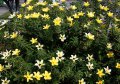Turnera ulmifolia